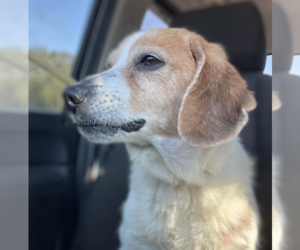 Beagle Dogs for adoption in Tampa, FL, USA