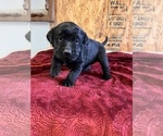 Small Photo #3 Labrador Retriever Puppy For Sale in SABETHA, KS, USA