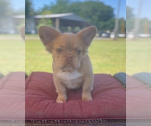 French Bulldog Puppy for Sale in PALM COAST, Florida USA