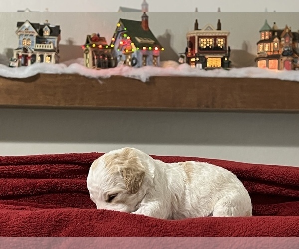 Medium Photo #1 Goldendoodle (Miniature) Puppy For Sale in GILBERT, AZ, USA