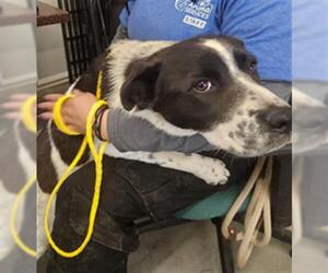 Mutt Dogs for adoption in Camarillo, CA, USA