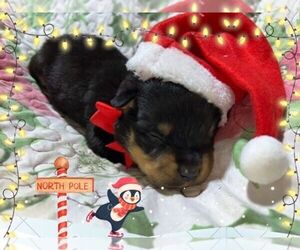 Rottweiler Puppy for sale in DRAPER, VA, USA