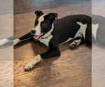 Small #1 Lab-Pointer