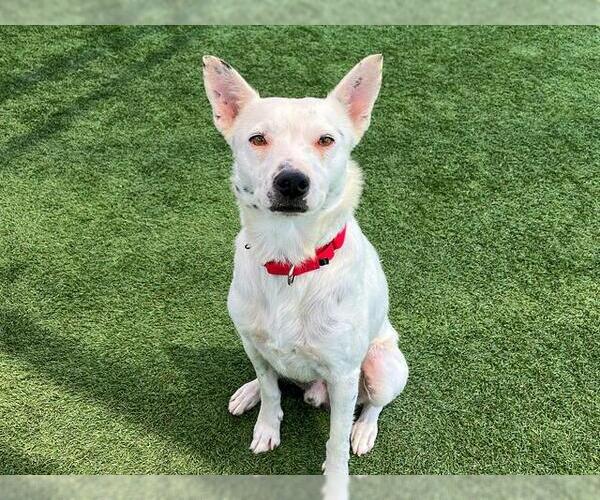 Medium Photo #2 Mutt Puppy For Sale in Orange, CA, USA