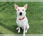 Small #1 Mutt