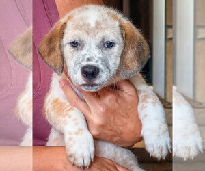Emma’s Hopper - Male Mutt Dog for Adoption - Photo #6