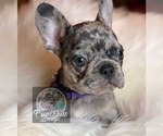 Small Photo #27 French Bulldog Puppy For Sale in BUCKS BAR, CA, USA