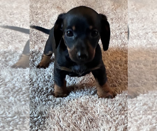 Medium Photo #1 Dachshund Puppy For Sale in SOUTHINGTON, OH, USA