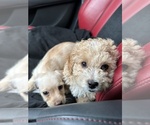 Small Photo #3 Maltipoo Puppy For Sale in ORANGE, CA, USA