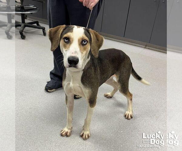 Medium Photo #2 Labrador Retriever-Unknown Mix Puppy For Sale in Washington, DC, USA
