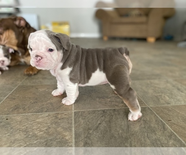 Medium Photo #20 Bulldog Puppy For Sale in ATLANTA, GA, USA