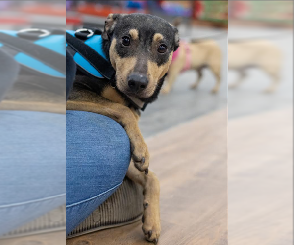 Medium Photo #4 Chihuahua-Unknown Mix Puppy For Sale in Cranston, RI, USA