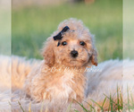 Puppy Basil F1B Maltipoo (Toy)