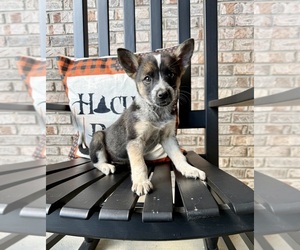 Medium Australian Cattle Dog-Border Collie Mix