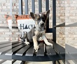 Puppy Bailey Australian Cattle Dog-Border Collie Mix