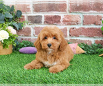 Small #15 Goldendoodle mix (+ Poodle Miniature)