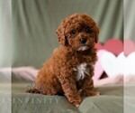 Small #4 Cavapoo (Miniature)