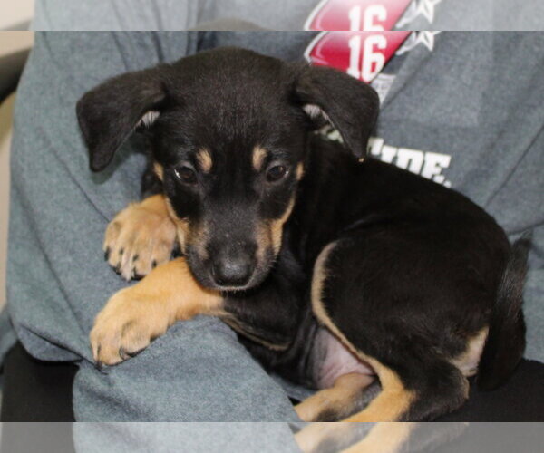 Medium Photo #3 Doberman Pinscher-Unknown Mix Puppy For Sale in Prattville, AL, USA