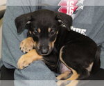 Small #2 Doberman Pinscher Mix