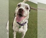Small Photo #21 Mutt Puppy For Sale in Pompano Beach , FL, USA