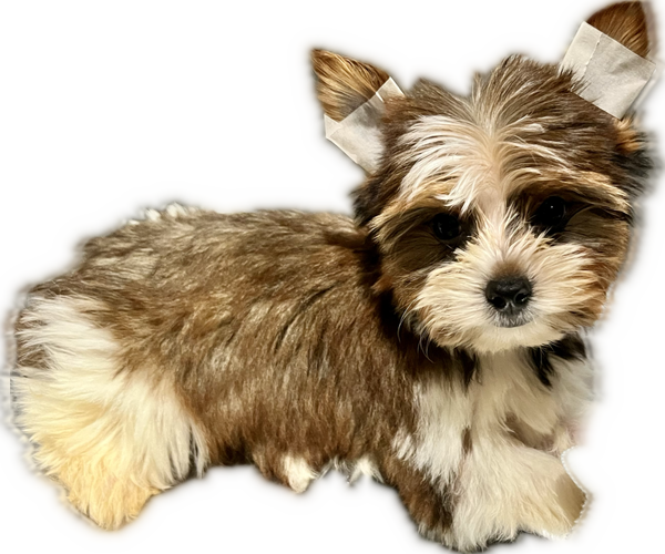 Medium Photo #17 Yorkshire Terrier Puppy For Sale in HAYWARD, CA, USA
