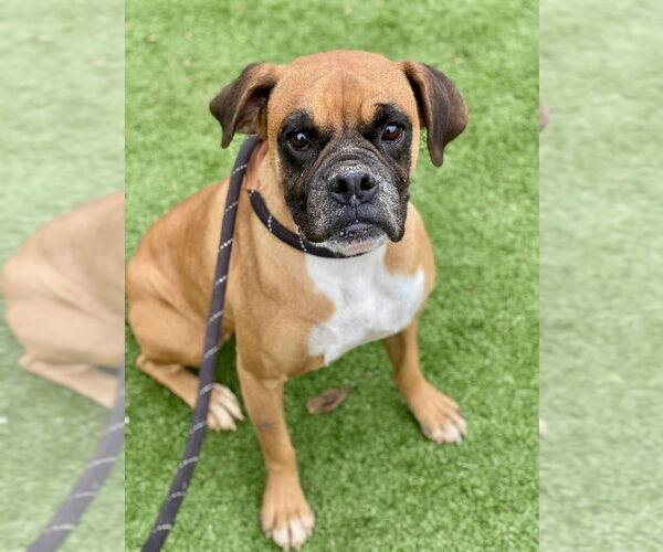 Medium Photo #4 Boxer Puppy For Sale in Austin, TX, USA