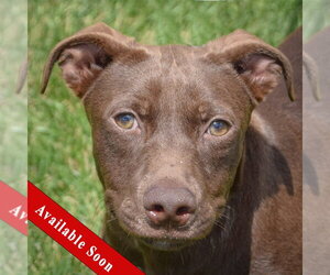 American Staffordshire Terrier-Unknown Mix Dogs for adoption in Huntley, IL, USA