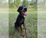 Small #8 Doberman Pinscher