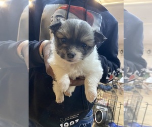 Pomeranian Puppy for sale in EMPORIA, VA, USA