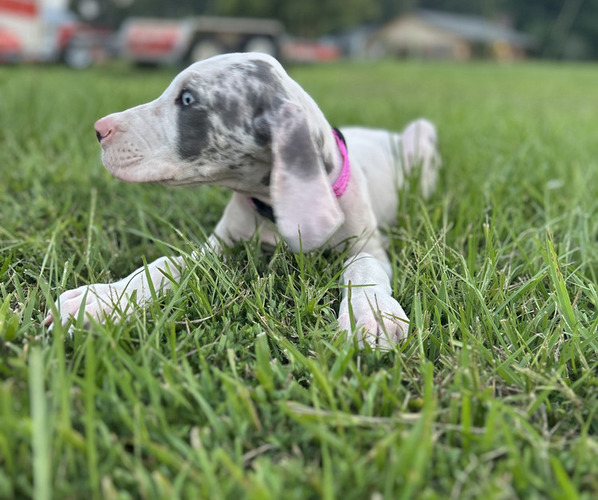 Medium Photo #4 Great Dane Puppy For Sale in HAMMOND, LA, USA