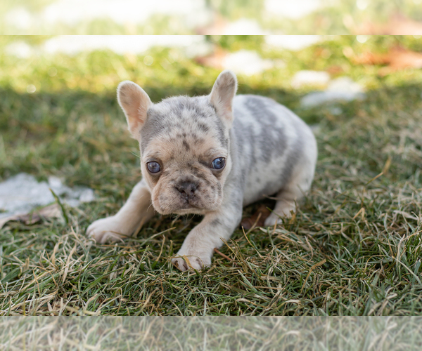 Medium Photo #5 French Bulldog Puppy For Sale in NAPPANEE, IN, USA