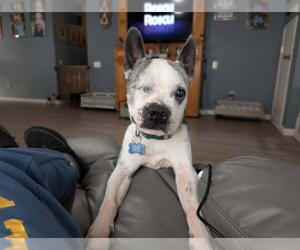 Medium Photo #2 Boston Terrier Puppy For Sale in Huntington Beach, CA, USA