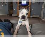 Small #1 Boston Terrier