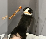 Small Photo #24 American Corgi Puppy For Sale in JEFFERSON, GA, USA