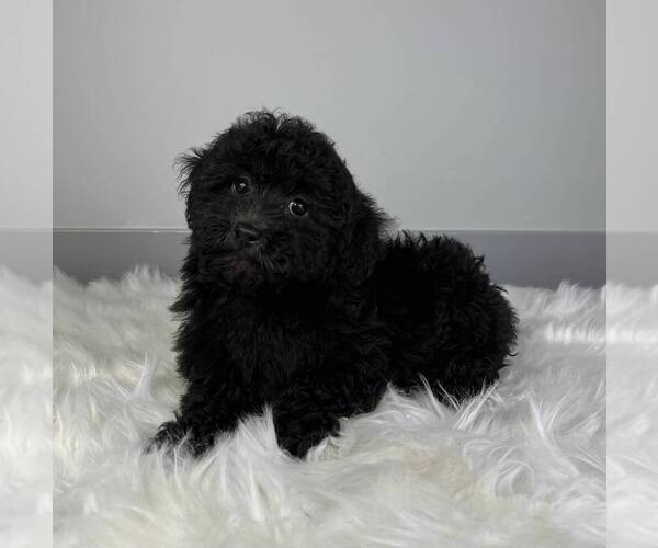 Medium Photo #2 Poodle (Miniature) Puppy For Sale in FRANKLIN, IN, USA