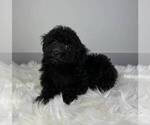 Small Photo #2 Poodle (Miniature) Puppy For Sale in FRANKLIN, IN, USA