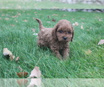 Puppy 1 Poodle (Toy)
