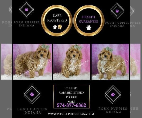 Medium Photo #6 Poodle (Toy) Puppy For Sale in WARSAW, IN, USA