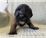 Small #2 Saint Berdoodle