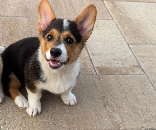 Medium Photo #3 Pembroke Welsh Corgi Puppy For Sale in ROCKWALL, TX, USA