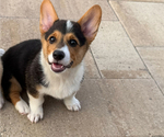 Small #2 Pembroke Welsh Corgi