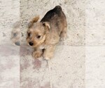 Small Photo #5 Yorkshire Terrier Puppy For Sale in KATY, TX, USA