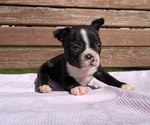 Small #5 Boston Terrier