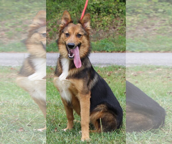 Medium Photo #3 German Shepherd Dog-Unknown Mix Puppy For Sale in Prattville, AL, USA