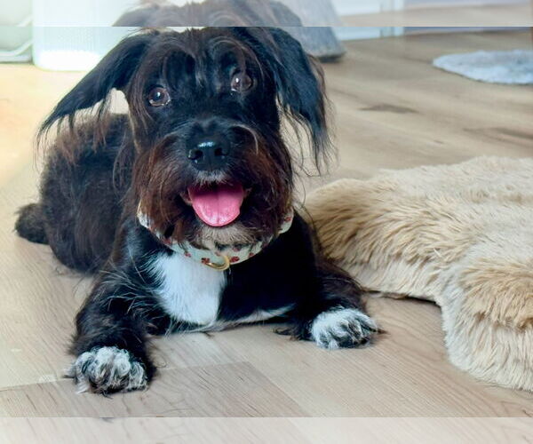 Medium Photo #3 Mutt Puppy For Sale in Houston, TX, USA