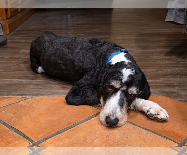 Medium Photo #1 Labrador Retriever Puppy For Sale in Clovis, CA, USA