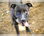 Small Catahoula Leopard Dog-Plott Hound Mix