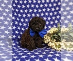 Small Photo #2 Poodle (Toy) Puppy For Sale in KIRKWOOD, PA, USA