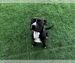 Small #1 American Staffordshire Terrier Mix