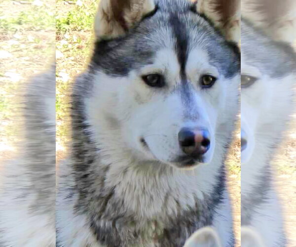 Medium Photo #2 Siberian Husky Puppy For Sale in Severn, MD, USA
